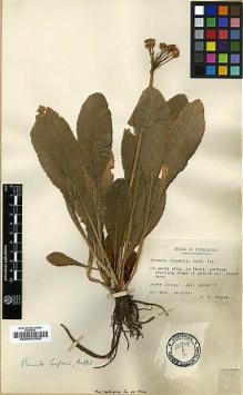 Type specimen at Edinburgh (E). Cooper, Roland: 893. Barcode: E00024398.