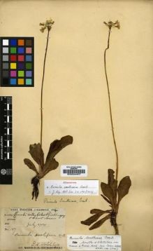 Type specimen at Edinburgh (E). Walsh, E.: 157. Barcode: E00024407.