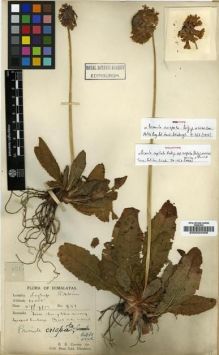 Type specimen at Edinburgh (E). Cooper, Roland: 951. Barcode: E00024409.