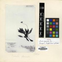 Type specimen at Edinburgh (E). Scully, J.: 287. Barcode: E00024412.