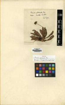 Type specimen at Edinburgh (E). Scully, J.: 287. Barcode: E00024413.