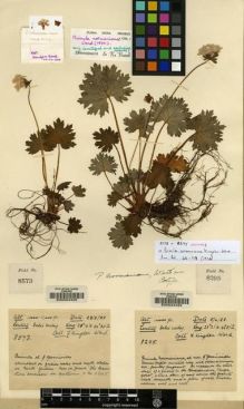 Type specimen at Edinburgh (E). Kingdon-Ward, Francis: 8275. Barcode: E00024422.