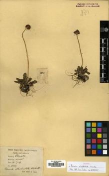 Type specimen at Edinburgh (E). Smith, William; Cave, George: 2007. Barcode: E00024426.