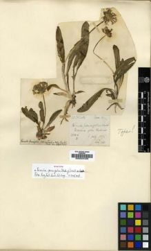 Type specimen at Edinburgh (E). Clarke, Charles: 28816B. Barcode: E00024428.