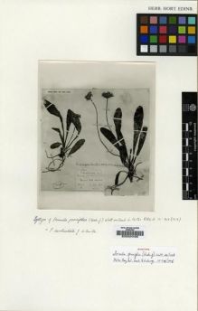 Type specimen at Edinburgh (E). Clarke, Charles: 28809B. Barcode: E00024429.