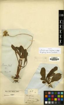 Type specimen at Edinburgh (E). Wallich, Nathaniel: 611. Barcode: E00024434.