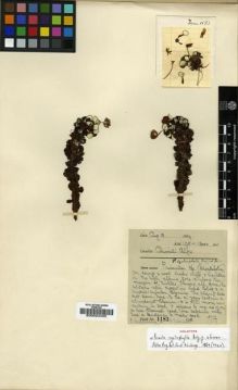 Type specimen at Edinburgh (E). Farrer, Reginald: 1183. Barcode: E00024435.