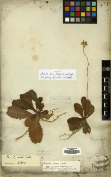 Type specimen at Edinburgh (E). Wallich, Nathaniel: 611. Barcode: E00024438.