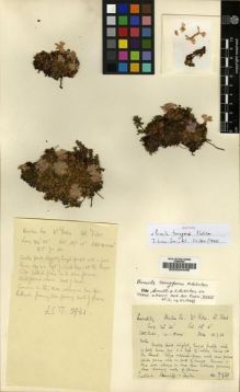 Type specimen at Edinburgh (E). Ludlow, Frank; Sherriff, George; Taylor, George: 5931. Barcode: E00024446.