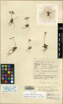 Type specimen at Edinburgh (E). Kingdon-Ward, Francis: 7055. Barcode: E00024450.