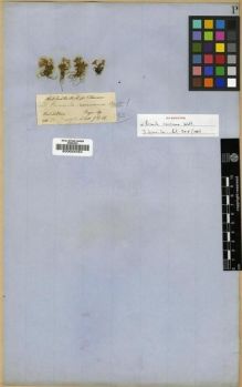 Type specimen at Edinburgh (E). Hooker, Joseph: . Barcode: E00024454.