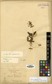Type specimen at Edinburgh (E). Dr G. King's Collector: . Barcode: E00024455.