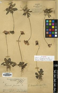 Type specimen at Edinburgh (E). Heyde, August Wilhelm: . Barcode: E00024460.