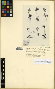 Type specimen at Edinburgh (E). Soulié, Jean: 3388. Barcode: E00024465.