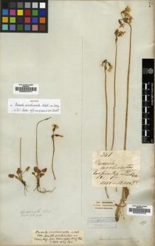 Type specimen at Edinburgh (E). Wallich, Nathaniel: WALL.CAT.7107. Barcode: E00024471.