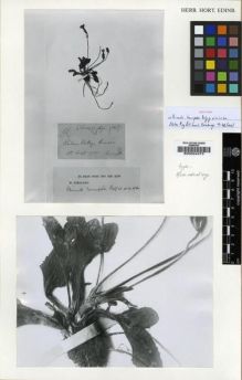 Type specimen at Edinburgh (E). Inayat: 24647B. Barcode: E00024473.