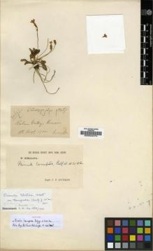 Type specimen at Edinburgh (E). Inayat: 24647B. Barcode: E00024474.