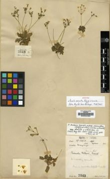 Type specimen at Edinburgh (E). Lace, John: 3143. Barcode: E00024484.