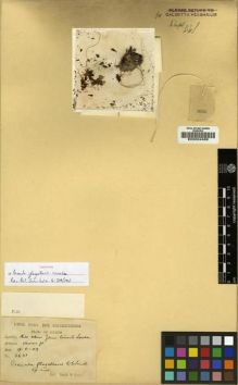 Type specimen at Edinburgh (E). Smith, William; Cave, George: 2631. Barcode: E00024488.