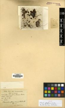 Type specimen at Edinburgh (E). Smith, William; Cave, George: 2631. Barcode: E00024489.