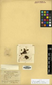 Type specimen at Edinburgh (E). Smith, William; Cave, George: 2631. Barcode: E00024490.