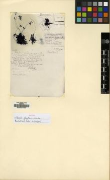 Type specimen at Edinburgh (E). Smith, William; Cave, George: 2631. Barcode: E00024492.