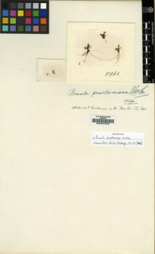 Type specimen at Edinburgh (E). Ludlow, Frank; Sherriff, George; Taylor, George: 5196A. Barcode: E00024502.