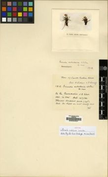 Type specimen at Edinburgh (E). Ludlow, Frank; Sherriff, George: 1912. Barcode: E00024521.