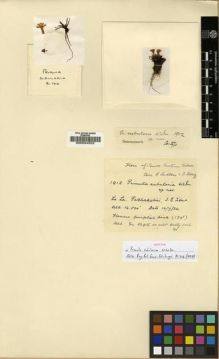 Type specimen at Edinburgh (E). Ludlow, Frank; Sherriff, George: 1912. Barcode: E00024522.