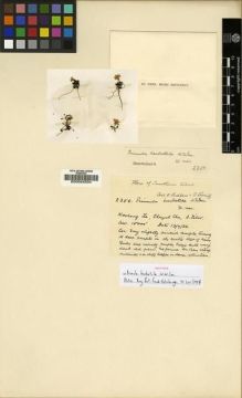 Type specimen at Edinburgh (E). Ludlow, Frank; Sherriff, George: 2350. Barcode: E00024534.