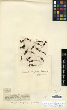 Type specimen at Edinburgh (E). Kingdon-Ward, Francis: 1805. Barcode: E00024537.