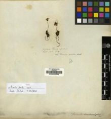 Type specimen at Edinburgh (E). Wallich, Nathaniel: 609. Barcode: E00024538.