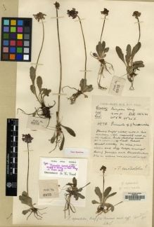 Type specimen at Edinburgh (E). Kingdon-Ward, Francis: 6975. Barcode: E00024545.