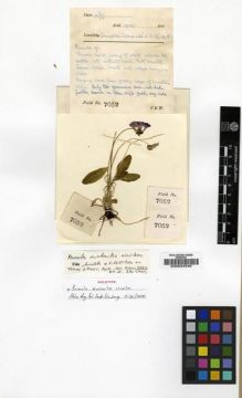 Type specimen at Edinburgh (E). Kingdon-Ward, Francis: 7052. Barcode: E00024546.