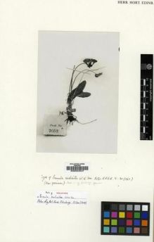 Type specimen at Edinburgh (E). Kingdon-Ward, Francis: 7052. Barcode: E00024547.