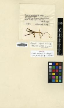 Type specimen at Edinburgh (E). Limpricht, Hans: 2027. Barcode: E00024555.