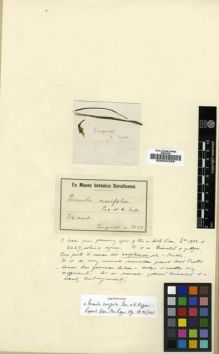Type specimen at Edinburgh (E). Limpricht, Hans: 2032. Barcode: E00024556.