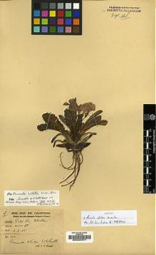 Type specimen at Edinburgh (E). White, J.C.: 122. Barcode: E00024571.