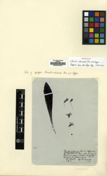 Type specimen at Edinburgh (E). Limpricht, Hans: 1908. Barcode: E00024579.