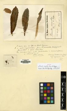 Type specimen at Edinburgh (E). Limpricht, Hans: 2088. Barcode: E00024582.