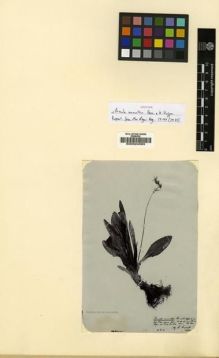 Type specimen at Edinburgh (E). Limpricht, Hans: 2088. Barcode: E00024583.