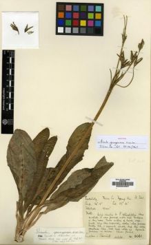 Type specimen at Edinburgh (E). Ludlow, Frank; Sherriff, George: 6061. Barcode: E00024587.