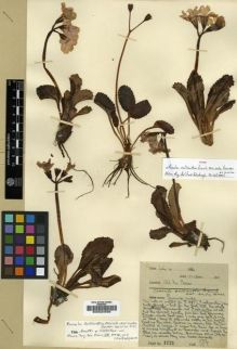 Type specimen at Edinburgh (E). Farrer, Reginald: 1721. Barcode: E00024595.