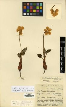 Type specimen at Edinburgh (E). Ludlow, Frank; Sherriff, George: 1886. Barcode: E00024612.