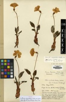 Type specimen at Edinburgh (E). Ludlow, Frank; Sherriff, George: 1886. Barcode: E00024613.