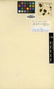 Type specimen at Edinburgh (E). Kingdon-Ward, Francis: 3536. Barcode: E00024615.