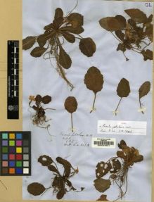 Type specimen at Edinburgh (E). Wallich, Nathaniel: 603A. Barcode: E00024631.