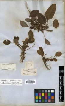 Type specimen at Edinburgh (E). Wallich, Nathaniel: 603A. Barcode: E00024632.