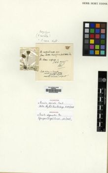 Type specimen at Edinburgh (E). Duthie, John: 21067. Barcode: E00024660.