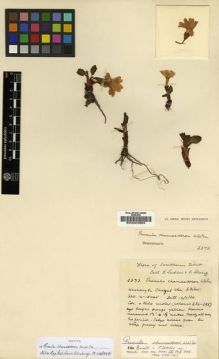 Type specimen at Edinburgh (E). Ludlow, Frank; Sherriff, George: 2373. Barcode: E00024663.